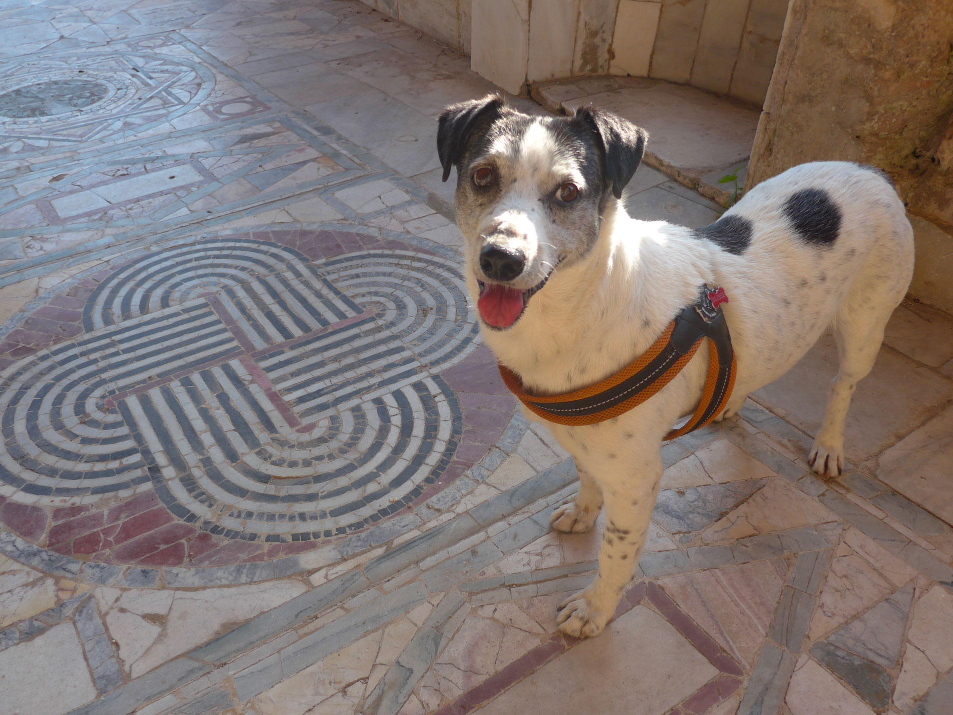 Ostia-Antica-dog-lovers-01