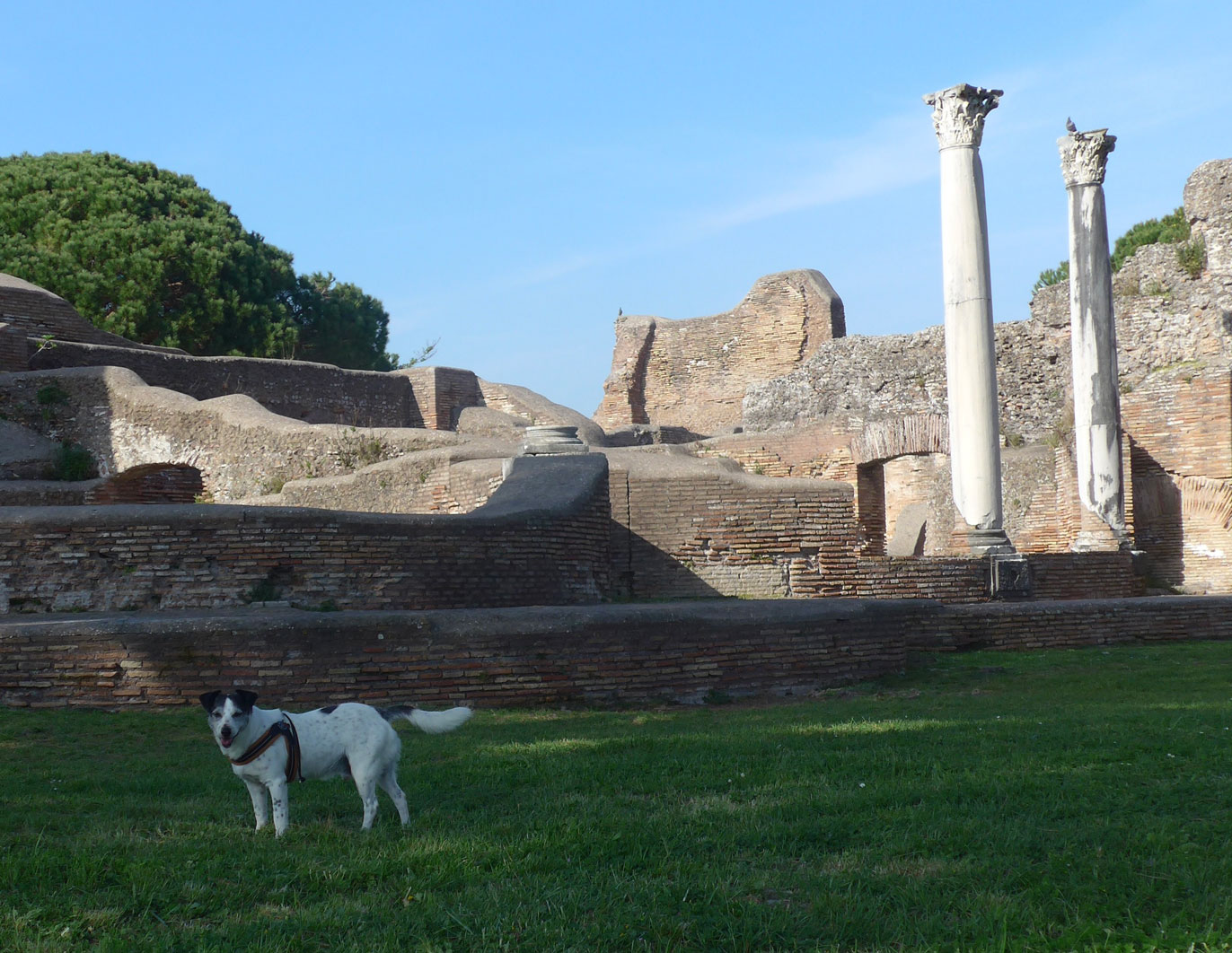Ostia-Antica-dog-lovers-03