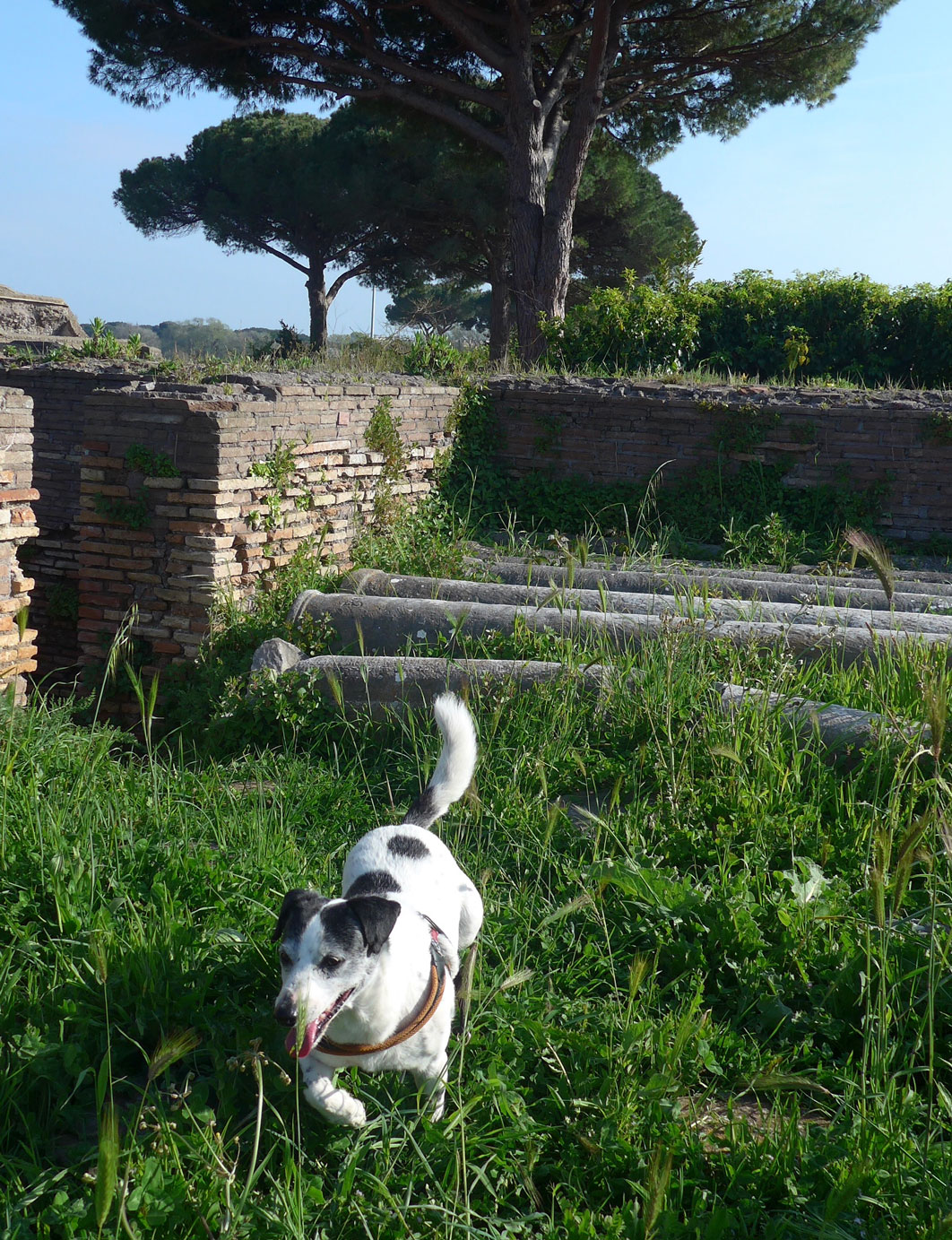 Ostia-Antica-dog-lovers-04